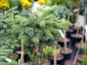Picea mariorica 'Machala Pa' 